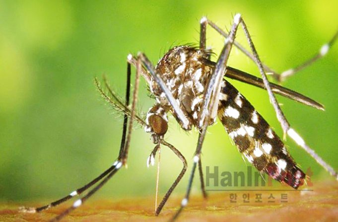 자카르타 주의회 “서부 자카르타 끔방안에서 불임모기 방사”