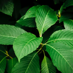 마약성 진통 약초식물 Kratom