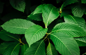 “마약성 진통 약초 크라톰 수출 공식 규제”