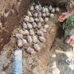 ▲북부 술라웨시 말루쿠에 있는 갈렐라 주민들이 발견한 일본군 수류탄과 탄약 2024.09.23