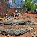 ▲찌안주르 악어 사육장을 탈출했다가 포획된 악어들. 2024.10.15