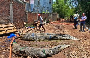 찌안주르 악어 사육장 탈출 포획 마무리… “18마리 폐사, 16마리 실종”