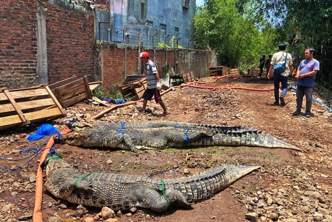 찌안주르 악어 사육장 탈출 포획 마무리… “18마리 폐사, 16마리 실종”
