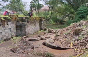 Cianjur 악어 농장 담 무너져 악어 빠져 나와 … “농장에 악어 80여마리 살아”