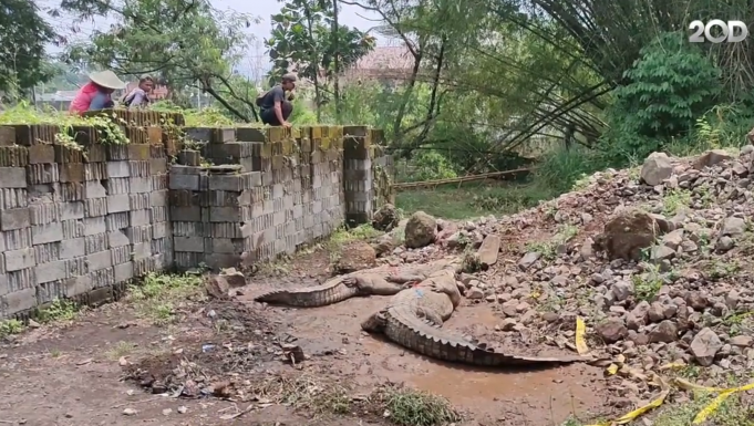 Cianjur 악어 농장 담 무너져 악어 빠져 나와 … “농장에 악어 80여마리 살아”