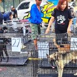 ▲경찰은 중부 자바 반유마스 군 잘리타왕 지구에서 개 35마리를 불법 운송하던 차량 적발. 2024.10.28