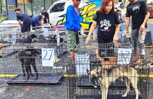 식용으로 운송하던 개 31마리 운송업자 체포