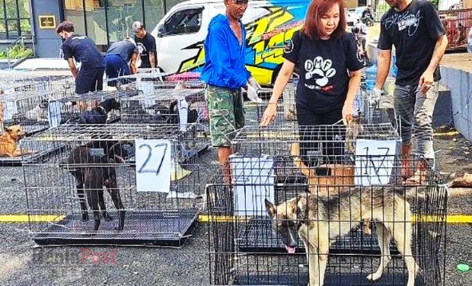 식용으로 운송하던 개 31마리 운송업자 체포