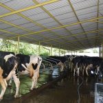 ▲인도네시아 젖소 농가 사진.농업부 제공