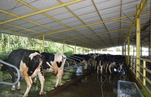 인도네시아, ‘백신 미접종 구제역 청정국’ 지위 신청…수출 경쟁력 강화 기대