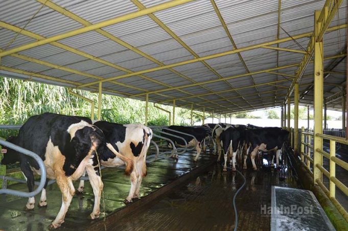 낙농가 “우유 버리기” 시위… 유가공 업체의 국산 수용량 제한에 반발