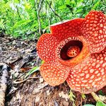 세계일보, 크리스 소로굿 박사 제공