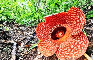 시체꽃의 관광산업 효과