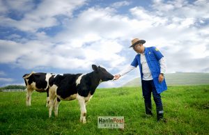 프라보워 무상급식 공약 지키려 젖소 100만마리 수입 추진