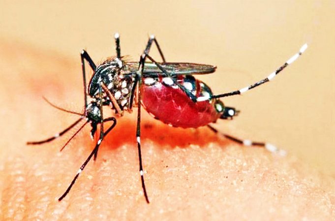 데폭, 2024년 11월까지 뎅기열 4,825건 발생