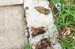 발리 국제공항 참새 떼죽음… 원인은