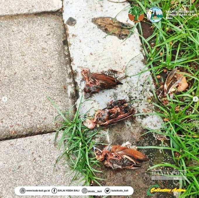 발리 국제공항 참새 떼죽음… 원인은