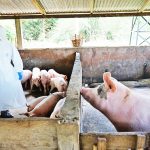 ▲양돈 농가 검역 작업