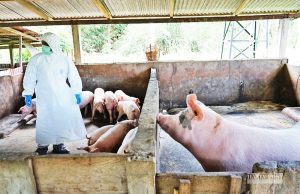 아프리카돼지열병 32개 주 확산… “인체 감염 위험 없어”