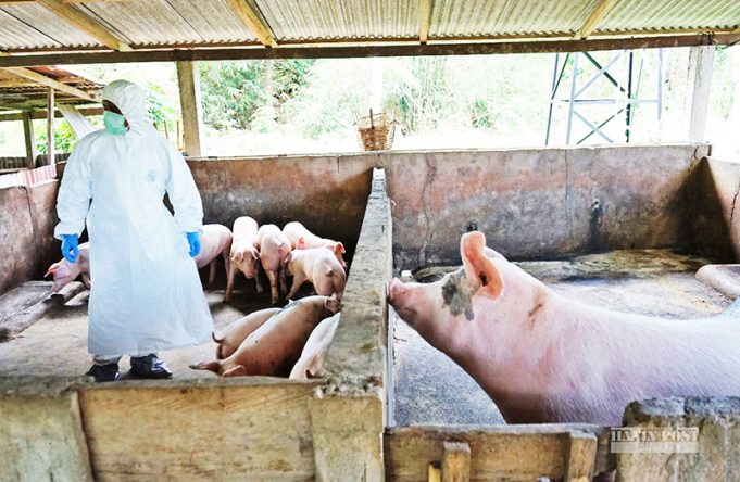아프리카돼지열병 32개 주 확산… “인체 감염 위험 없어”