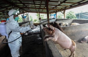 인도네시아 32개주, 아프리카돼지열병(ASF) 확산… “완전히 익혀 먹어야”