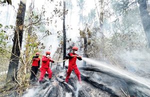 산림부, 2,060만ha 식량· 에너지 비축 산림 계획 “무분별한 벌채 없다”