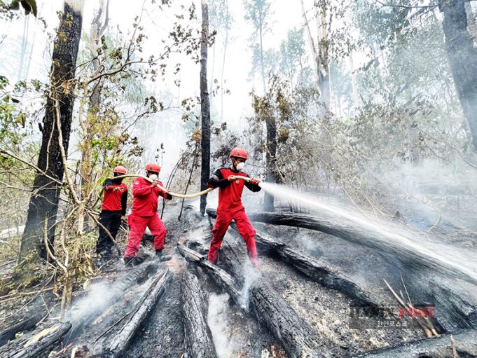 산림부, 2,060만ha 식량· 에너지 비축 산림 계획 “무분별한 벌채 없다”