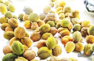 베트남산 두리안, 세계 시장 장악 인도네시아 제쳐