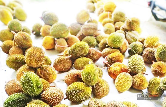 베트남산 두리안, 세계 시장 장악 인도네시아 제쳐
