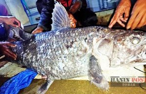 4억년전 출현 어류 실러캔스, 고론탈로 해역에서 발견