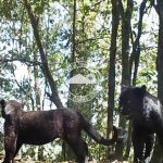 ▲브로모 뜽어르 스메루 국립공원에서 발견된 자와표범. 2025.1.23. 사진 환경 산림부