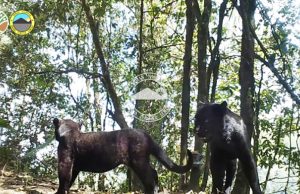 브로모 스메루 국립공원, 희귀 자와표범 서식 확인