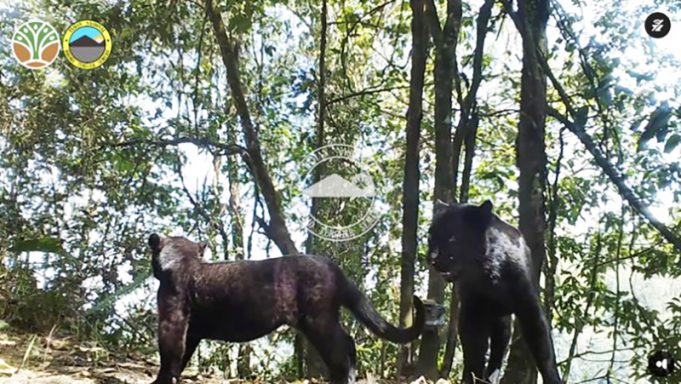 브로모 스메루 국립공원, 희귀 자와표범 서식 확인