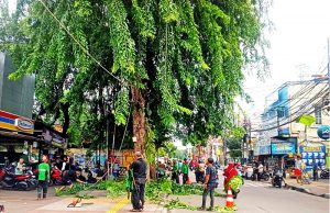 자카르타, 강풍 폭우 대비 가로수 정비 완료