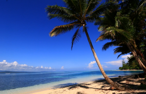 인도네시아의 야자수