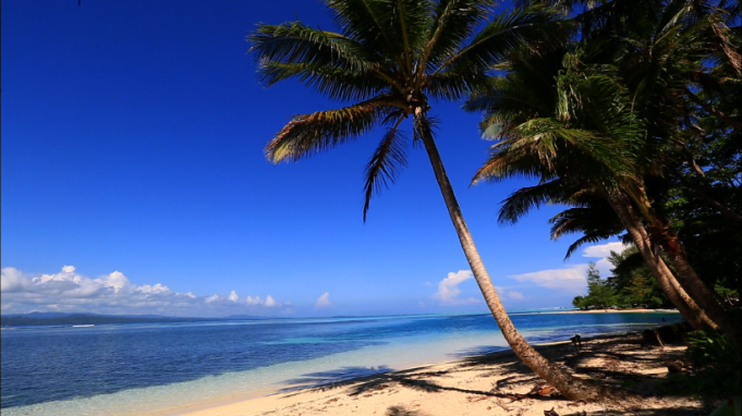 인도네시아의 야자수