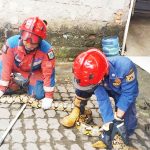 짜쿵(Cakung) 지역 가정집 천장에서 3.5미터 길이의 비단뱀 포획