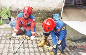 3.5m 비단뱀, 자카르타 동부 가정집 천장서 포획