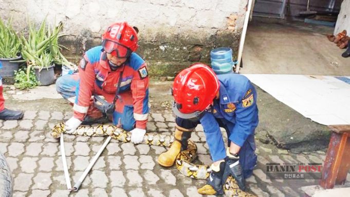 3.5m 비단뱀, 자카르타 동부 가정집 천장서 포획