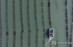마른김 아직 ‘금값’인데…산지 물김 3천t 폐기