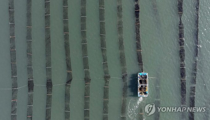 마른김 아직 ‘금값’인데…산지 물김 3천t 폐기