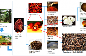 인도네시아, 2025년 초 한국으로 팜 껍질 수출