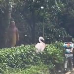 ▲보고르 동물원 타만 사파리 차량 밖으로 나간 방문객 7명 평생 입장금지. 2025.2.19