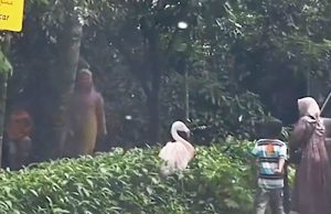 보고르 동물원 타만 사파리, 방문객 7명 입장금지