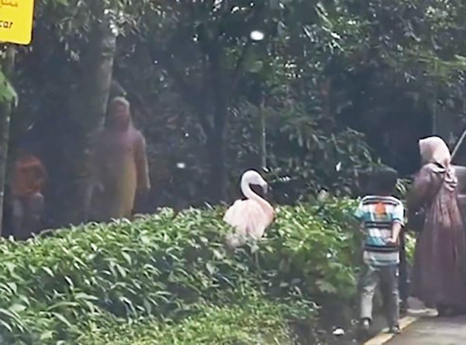 보고르 동물원 타만 사파리, 방문객 7명 입장금지