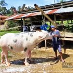 남부 술라웨시 Tedong Bonga 물소