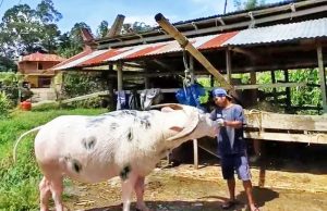 토라자 고유 얼룩무늬 물소 ‘Tedong Bonga’, 공동체 지식재산 등록