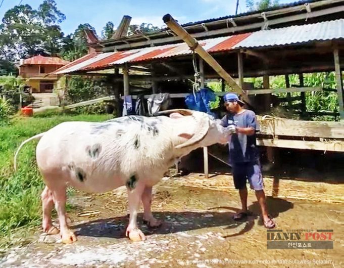 토라자 고유 얼룩무늬 물소 ‘Tedong Bonga’, 공동체 지식재산 등록