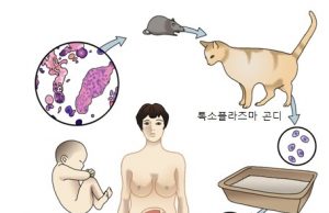 반려동물한테 기생충 감염? 과반이 ‘몰랐다’… “예방약 의무화”