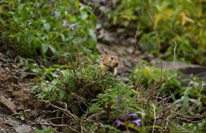 온난화에 살판난 쥐떼…세계 대도시 곳곳서 폭발적 증가